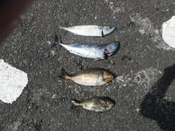 【16日】北港魚つり公園釣果〜ソーダガツオ…