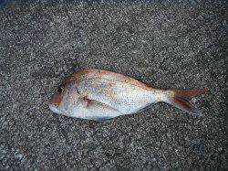 和歌山北港魚つり公園　マダイ45cmの釣果