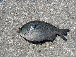 和歌山北港魚つり公園　カゴ釣りでナイスサイズのグレ