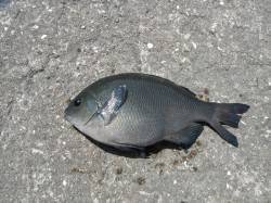 和歌山北港魚つり公園　カゴ釣りでナイスサイ…