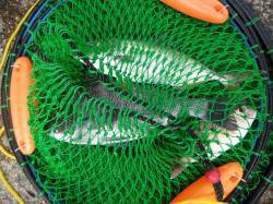 【18日】和歌山北港魚つり公園釣果〜チヌ・…