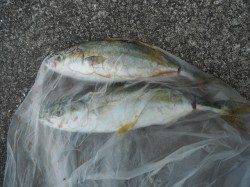 【18日】和歌山北港魚つり公園釣果〜チヌ・ツバス・チャリコ