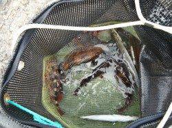 和歌山北港魚つり公園 アコウ・ガシラ・メバル・カマス