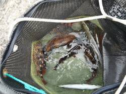 和歌山北港魚つり公園 アコウ・ガシラ・メバ…