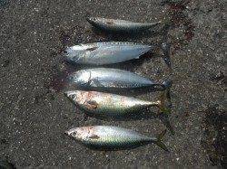 北港魚つり公園　ソーダガツオ・サバの回遊ありました