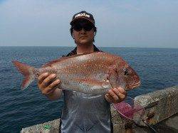 北港釣り公園　カゴ釣りでマダイ＆チヌの釣果