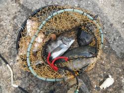 和歌山北港魚つり公園でチヌ・グレ・チャリコ…