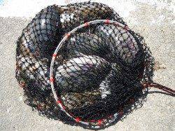 グレ＆アイゴ大漁★他お子様のカワハギ釣り釣果