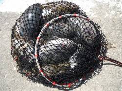 グレ＆アイゴ大漁★他お子様のカワハギ釣り釣…