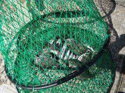 北港魚つり公園でグレ・アイゴ・サンバソウ〜フナムシをエサに紀州釣り