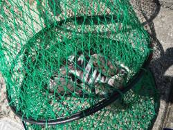 北港魚つり公園でグレ・アイゴ・サンバソウ〜…