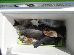 和歌山北港魚つり公園　グレ・アイゴ・ウマヅラハギ