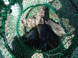 和歌山北港魚つり公園　グレ・アイゴ・ウマヅ…