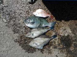 北港釣り公園　カゴ釣りでグレ＆ウマヅラ