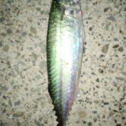 大蔵海岸にて初めてのサバの浮き釣りを楽しんできました