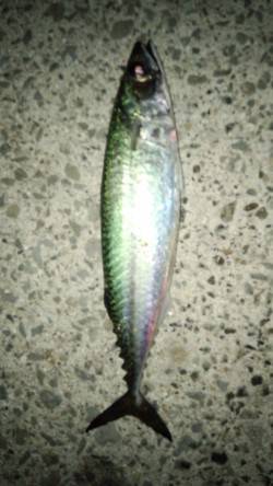 大蔵海岸にて初めてのサバの浮き釣りを楽しん…