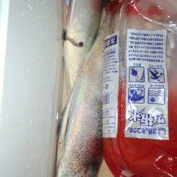 大蔵海岸にて初めてのサバの浮き釣りを楽しんできました