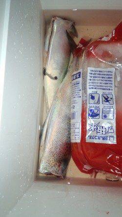 大蔵海岸にて初めてのサバの浮き釣りを楽しんできました