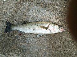 白灯台　シーバスの活性は高い様子