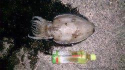 御坊　エギングでアオリイカ＆コウイカのアタリあり