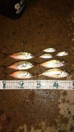 舞洲周辺アジング〜潮が動き出してからボトムでアタリました