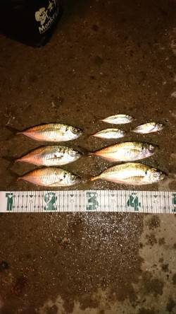 舞洲周辺アジング〜潮が動き出してからボトム…