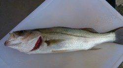 高砂港　テトラ側表層ただ巻きでシーバスヒット