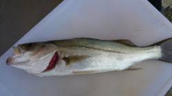 高砂港　テトラ側表層ただ巻きでシーバスヒッ…