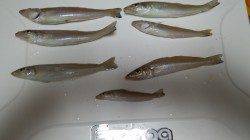 和歌山マリーナシティ　ちょい投げでキス・ジグでカマスも