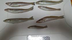 和歌山マリーナシティ　ちょい投げでキス・ジ…