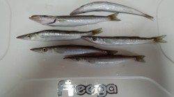 和歌山マリーナシティ　ちょい投げでキス・ジグでカマスも