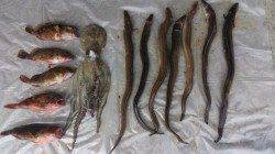 夕方～夜釣りで人口島へ〜アナゴサイズUP、タコのお土産付きで真夏の釣果♪