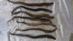 夕方～夜釣りで人口島へ〜アナゴサイズUP、タコのお土産付きで真夏の釣果♪