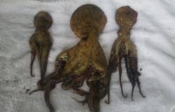 そろそろタコシーズン！　早朝雨の前に舞洲周…