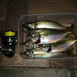 りんくうでのアジング釣果〜ガシラ・アジ