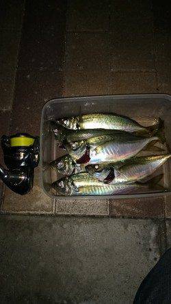 りんくうでのアジング釣果〜ガシラ・アジ