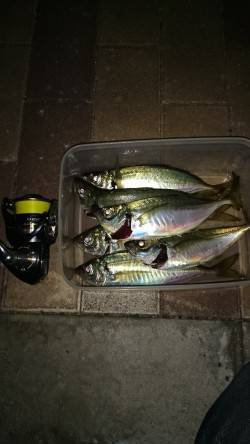 りんくうでのアジング釣果〜ガシラ・アジ