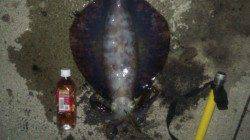 小島にてエギングでアオリイカ〜うれしい、大きい一杯♪