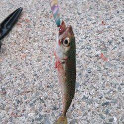 南芦屋浜にてジグサビキで小サバング