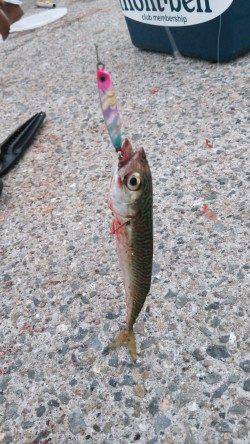 南芦屋浜にてジグサビキで小サバング