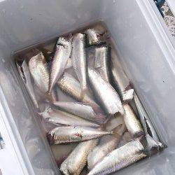 南芦屋浜にてジグサビキで小サバング