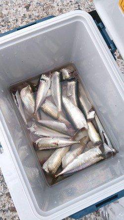 南芦屋浜にてジグサビキで小サバング