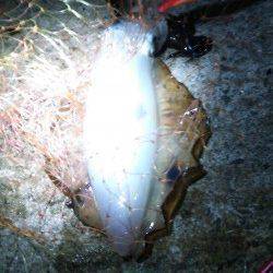 上野漁港早朝エギングでアオリイカ800g&500g、朝マヅメにはカマスヒット