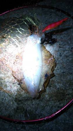 上野漁港早朝エギングでアオリイカ800g&…