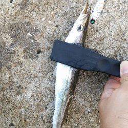 上野漁港早朝エギングでアオリイカ800g&500g、朝マヅメにはカマスヒット