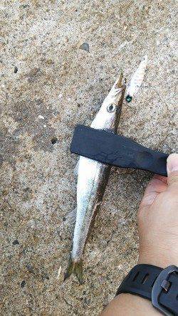 上野漁港早朝エギングでアオリイカ800g&500g、朝マヅメにはカマスヒット