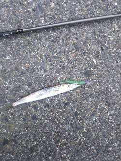 小島にてライトワインドとミノーでカマス連発…