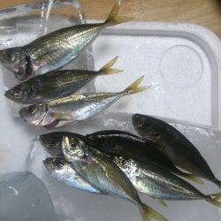 小島にてミノーでカマス、アジングで豆アジ