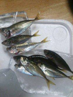 小島にてミノーでカマス、アジングで豆アジ