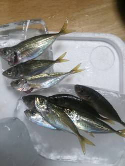 小島にてミノーでカマス、アジングで豆アジ